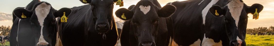 Lely SDG-Challenge Autumn 2025