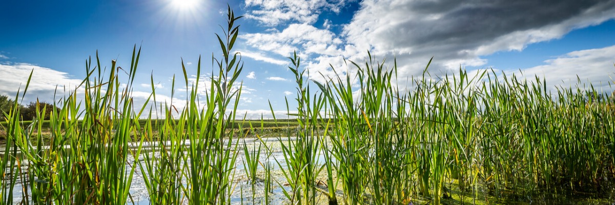 Waterschap Brabantse Delta SDG-Challenge