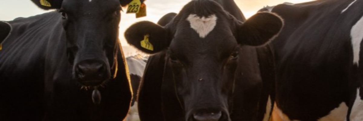 Lely SDG-Challenge Autumn 2025