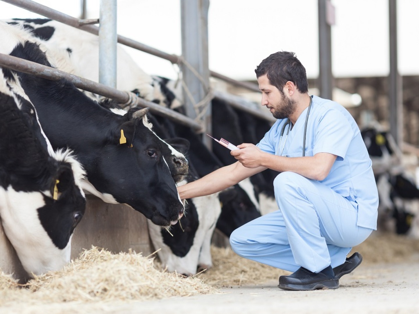 Vaccines for livestock animals