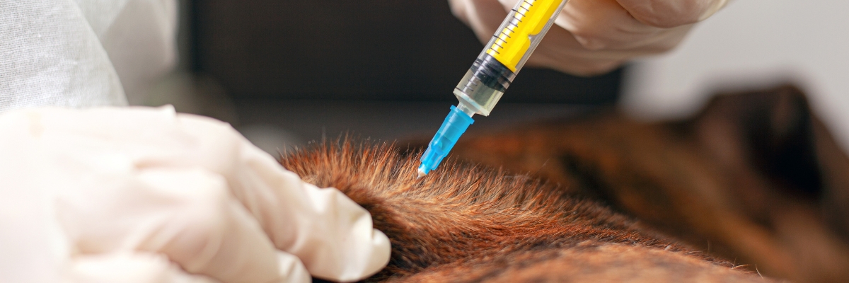 Vaccines for livestock animals