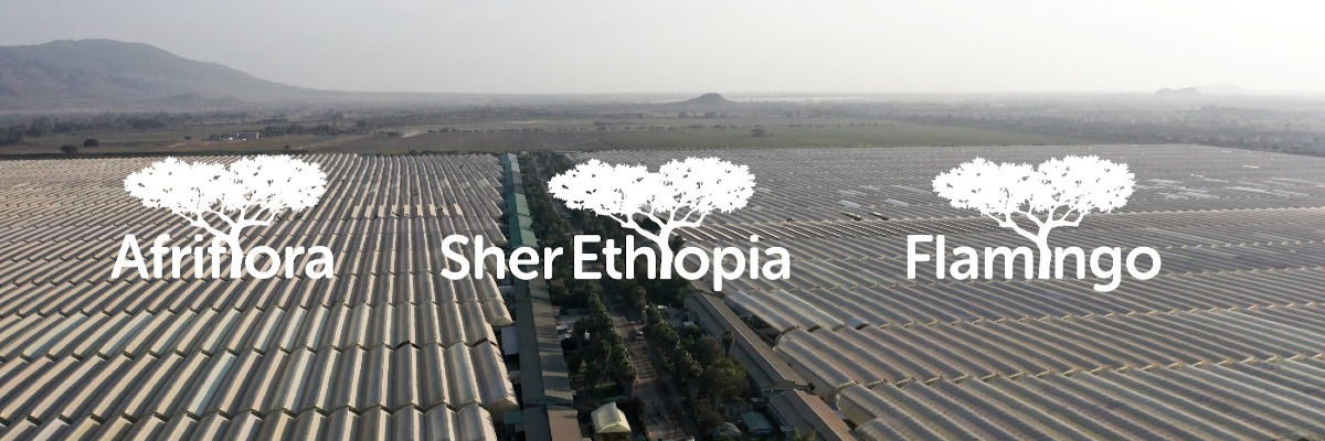 Afriflora SDG-Challenge Spring 2026